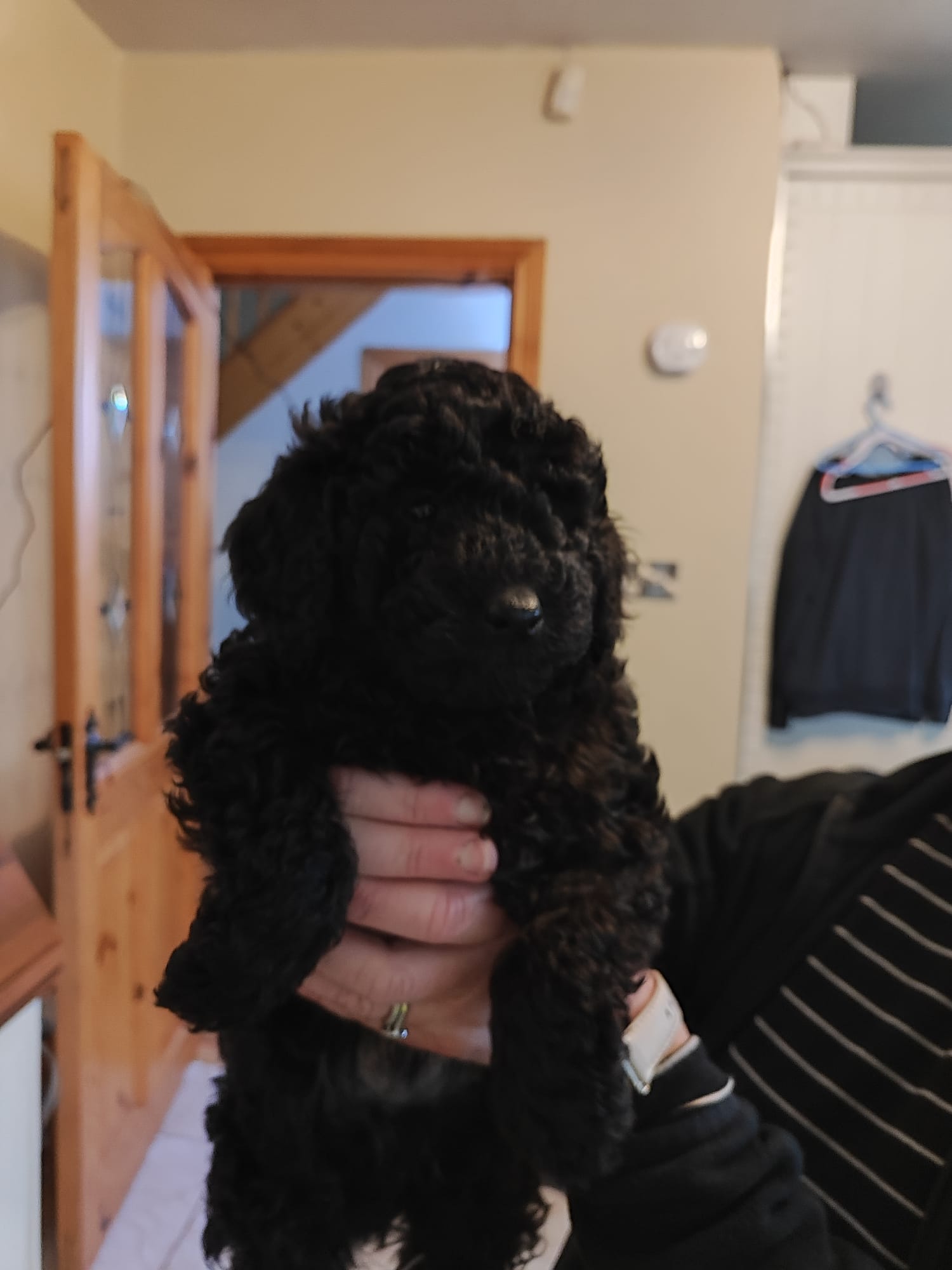 Beautiful Miniature male black poodle