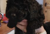Beautiful Miniature male black poodle