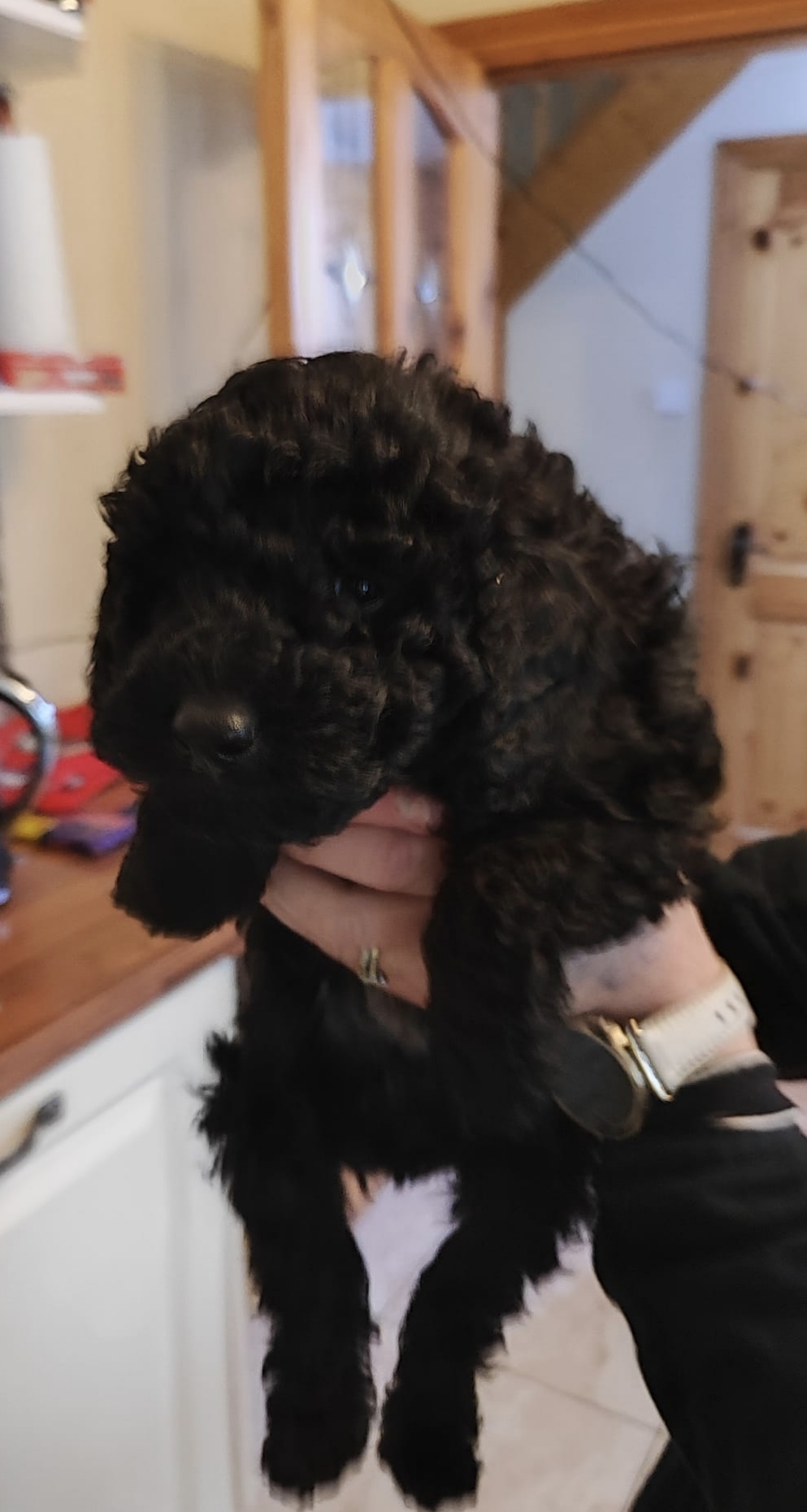 Beautiful Miniature male black poodle