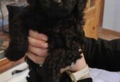 Beautiful Miniature male black poodle