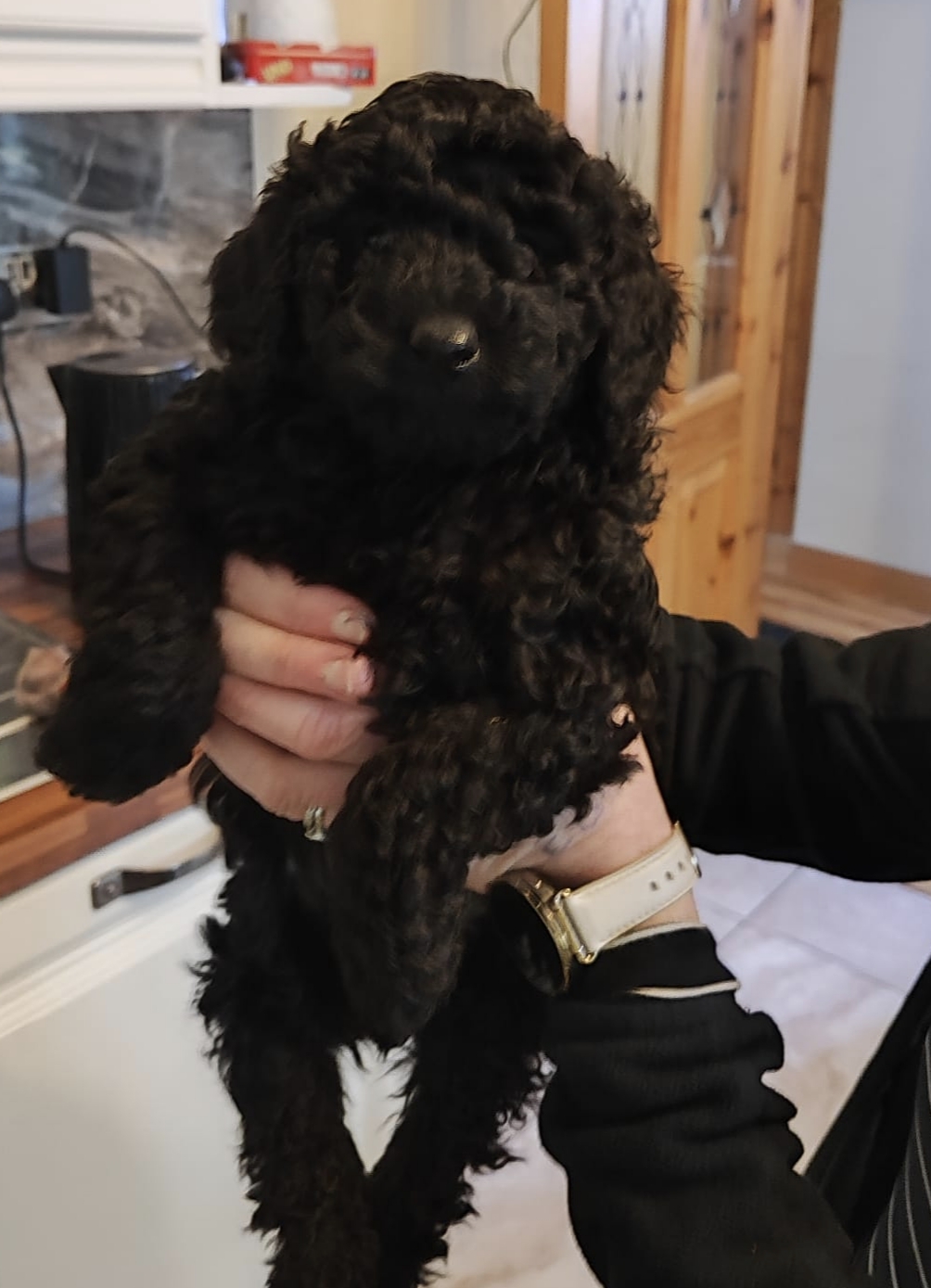 Beautiful Miniature male black poodle