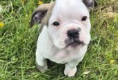 Old English Bulldog X French Bulldog x Pug