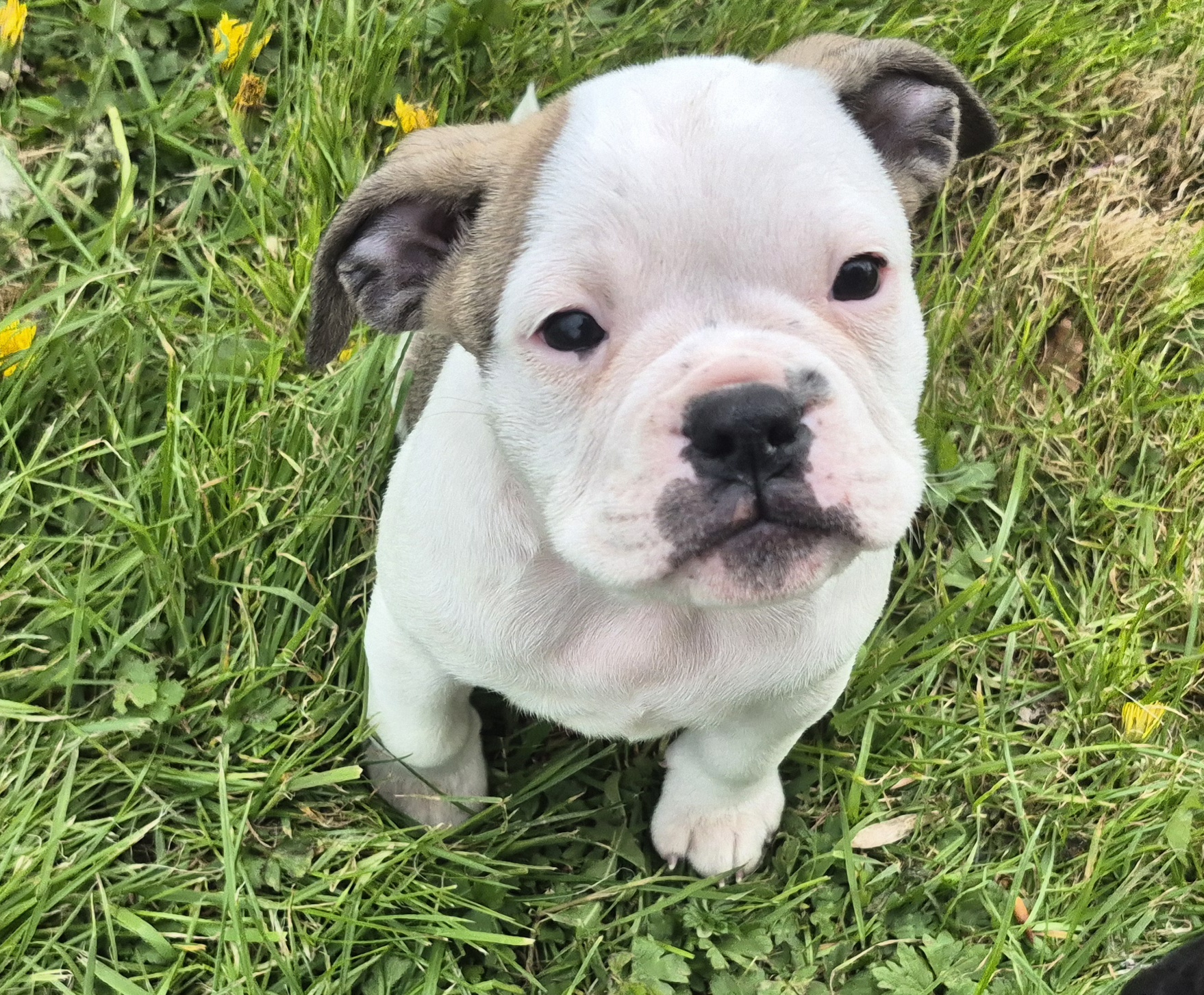 Old English Bulldog X French Bulldog x Pug