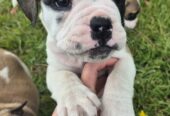 Old English Bulldog X French Bulldog x Pug