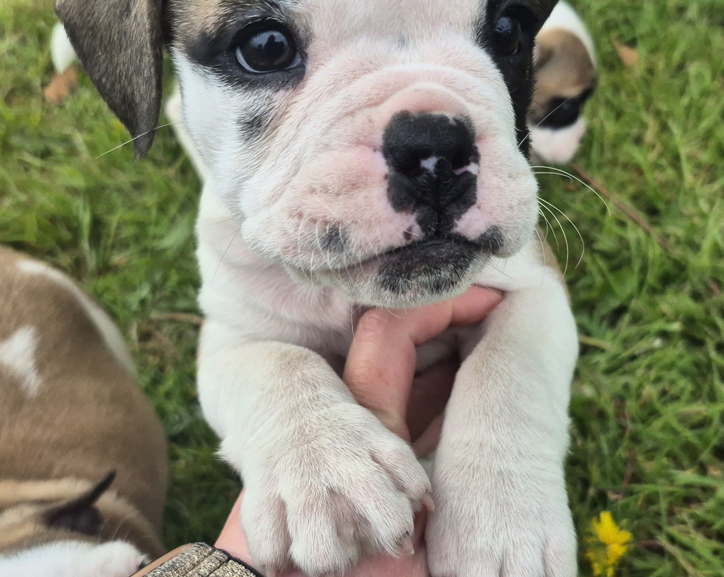 Old English Bulldog X French Bulldog x Pug