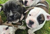 Old English Bulldog X French Bulldog x Pug