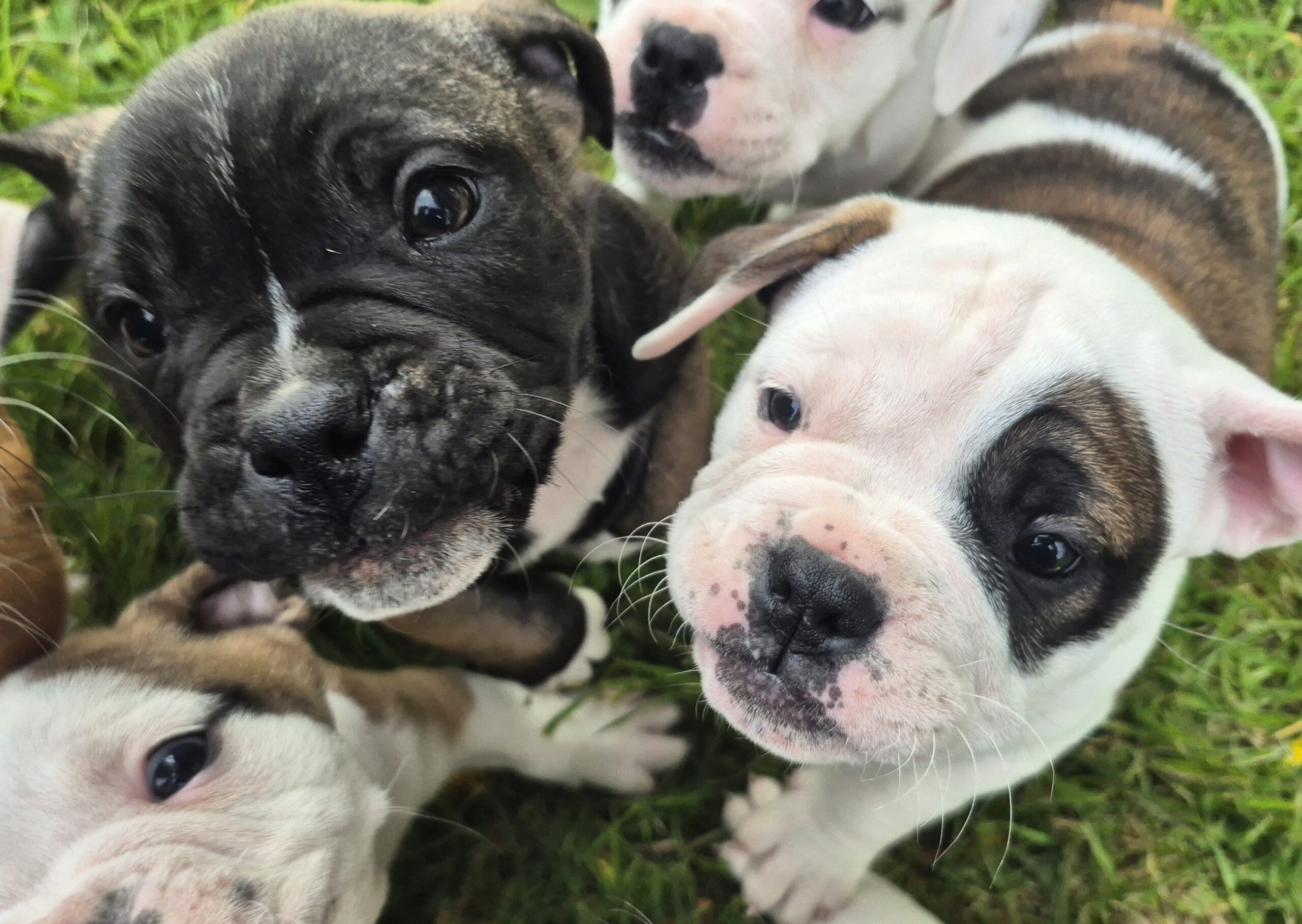Old English Bulldog X French Bulldog x Pug