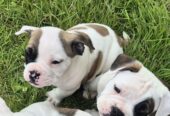 Old English Bulldog X French Bulldog x Pug
