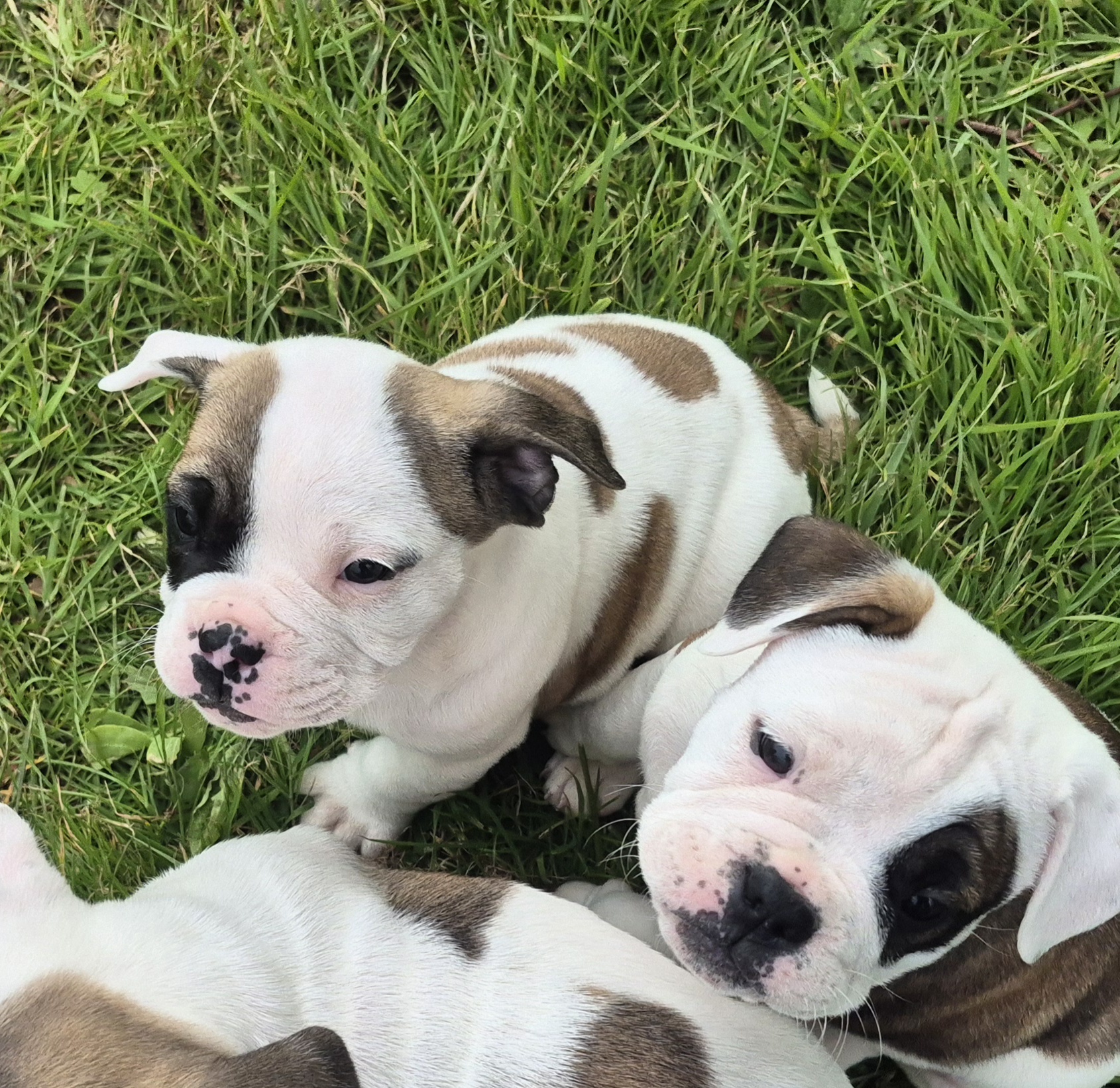 Old English Bulldog X French Bulldog x Pug