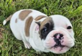 Old English Bulldog X French Bulldog x Pug