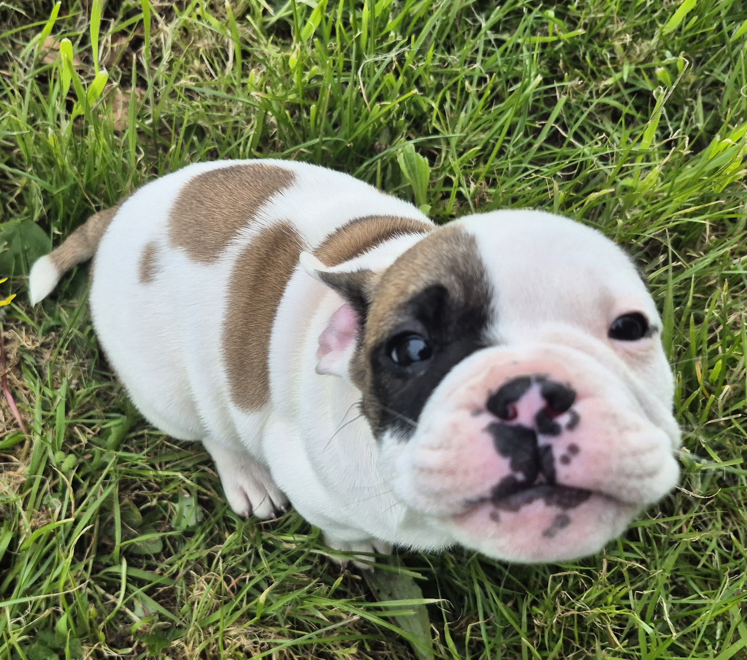 Old English Bulldog X French Bulldog x Pug