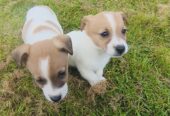 Jack Russell 8 weeks old