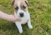Jack Russell 8 weeks old