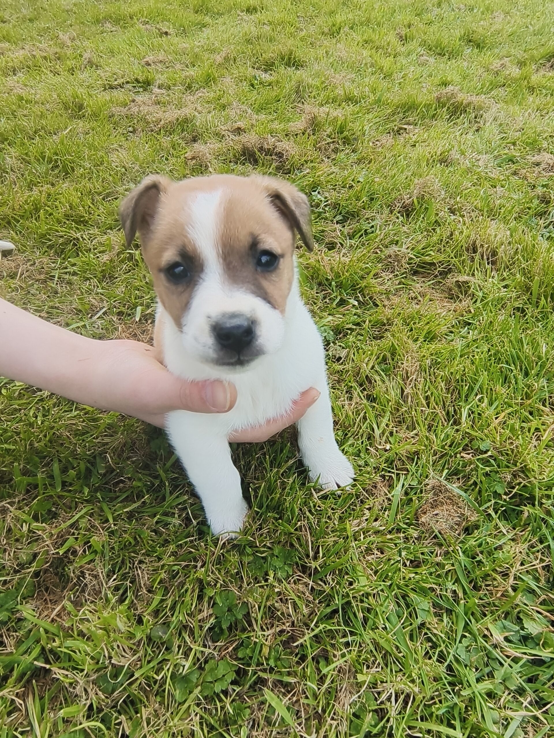 Jack Russell 8 weeks old