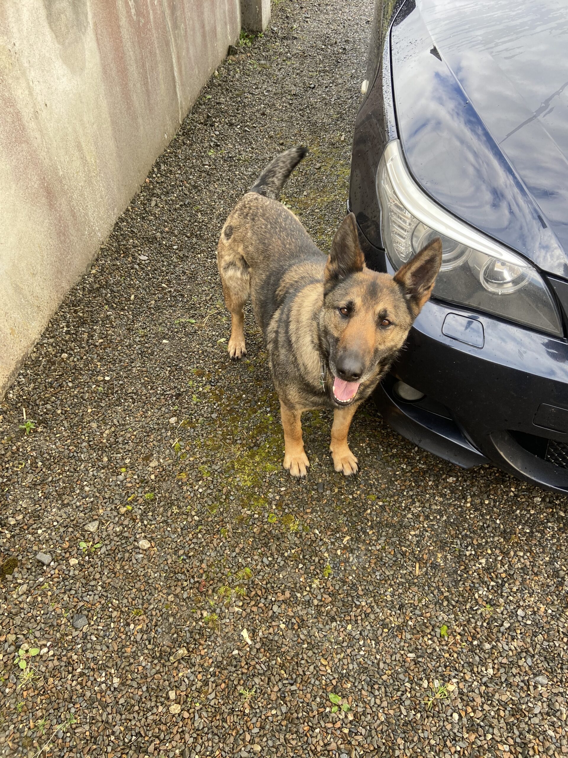 German Shepherd