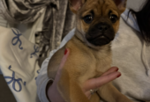 Female pug cross
