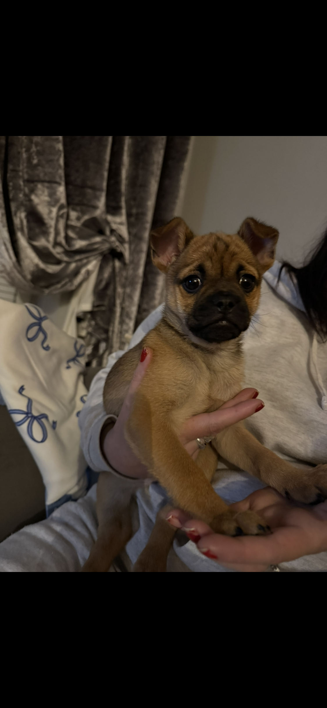 Female pug cross