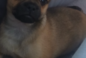 Female pug cross