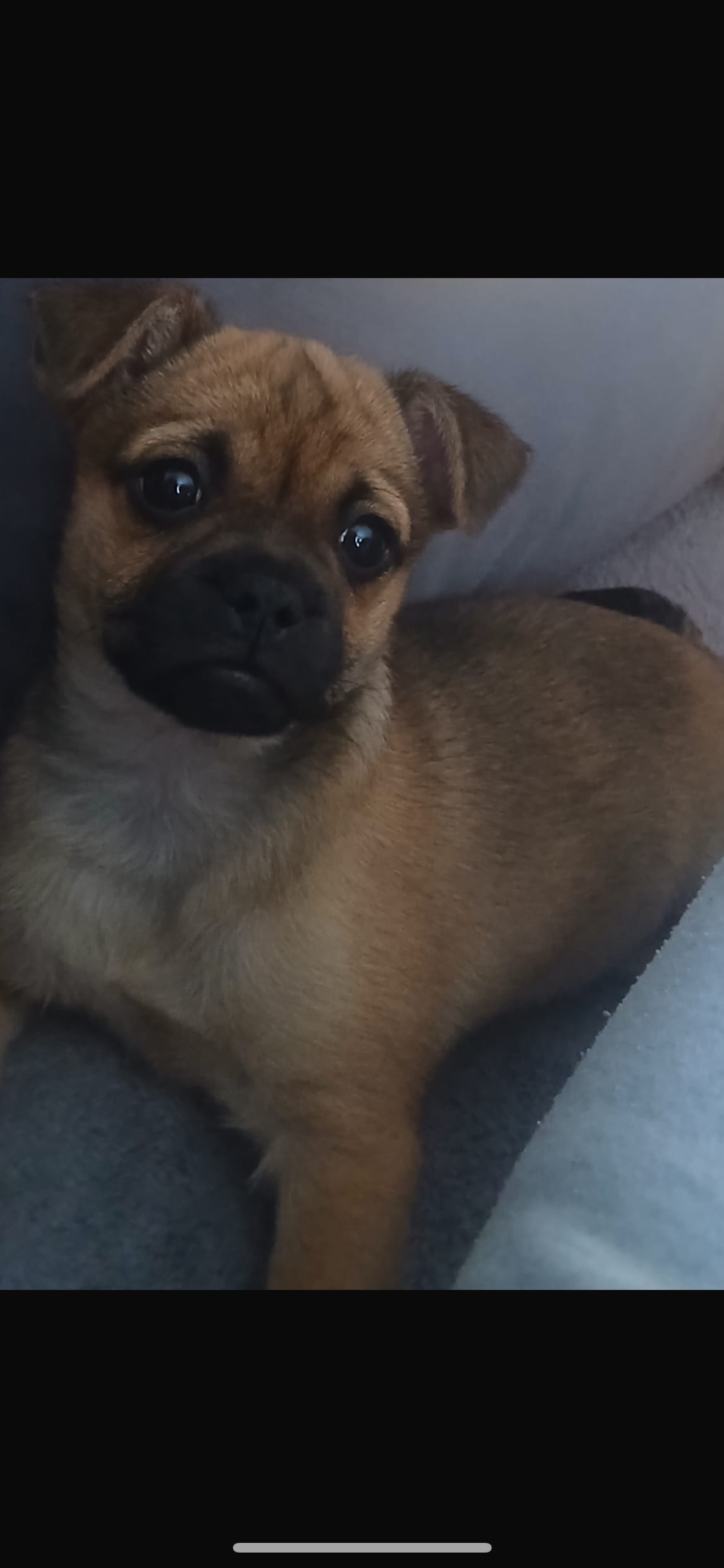 Female pug cross