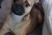 Female pug cross
