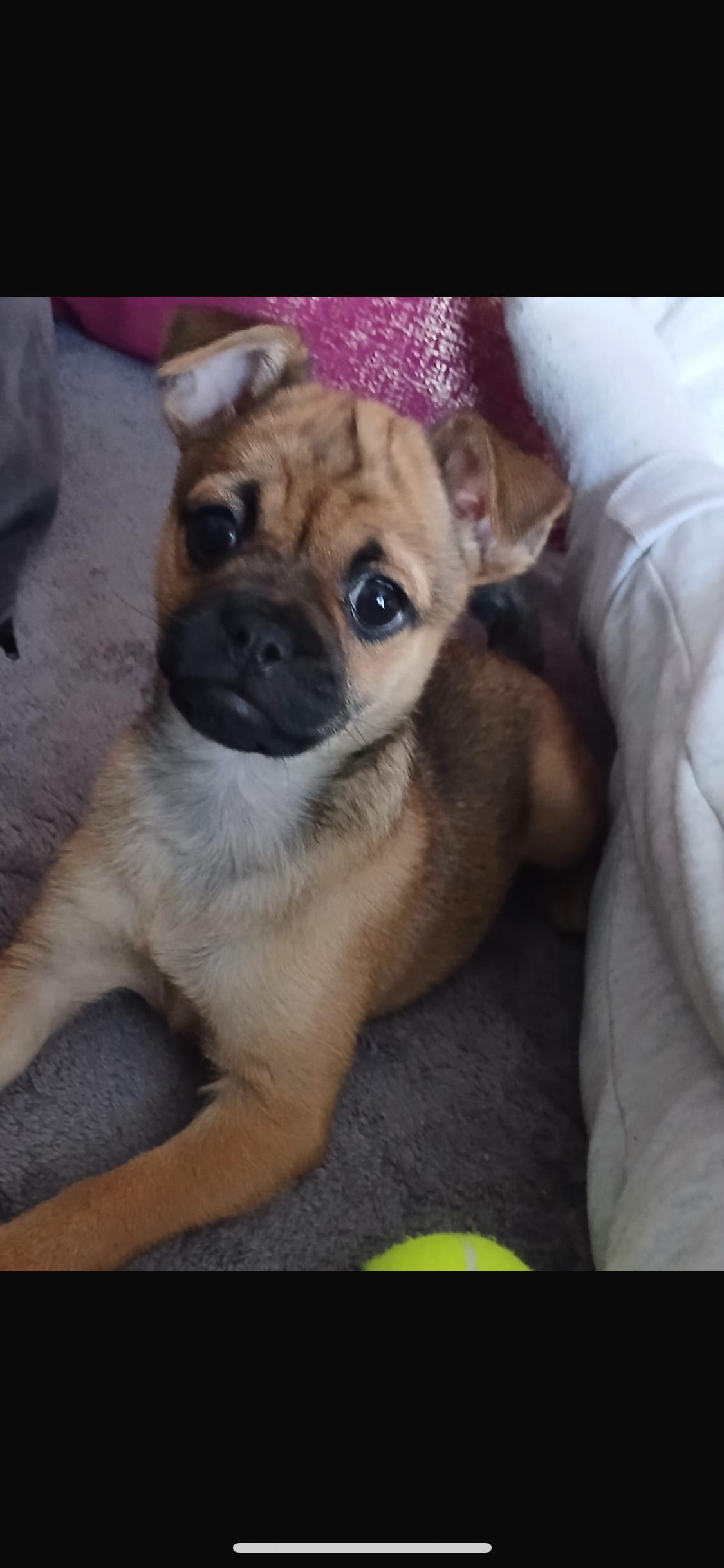 Female pug cross