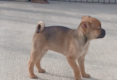 Female pug cross