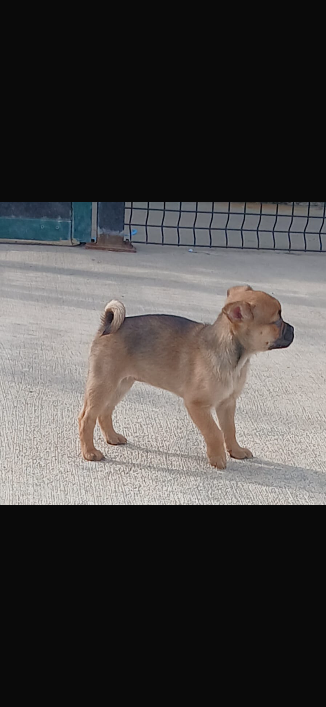 Female pug cross
