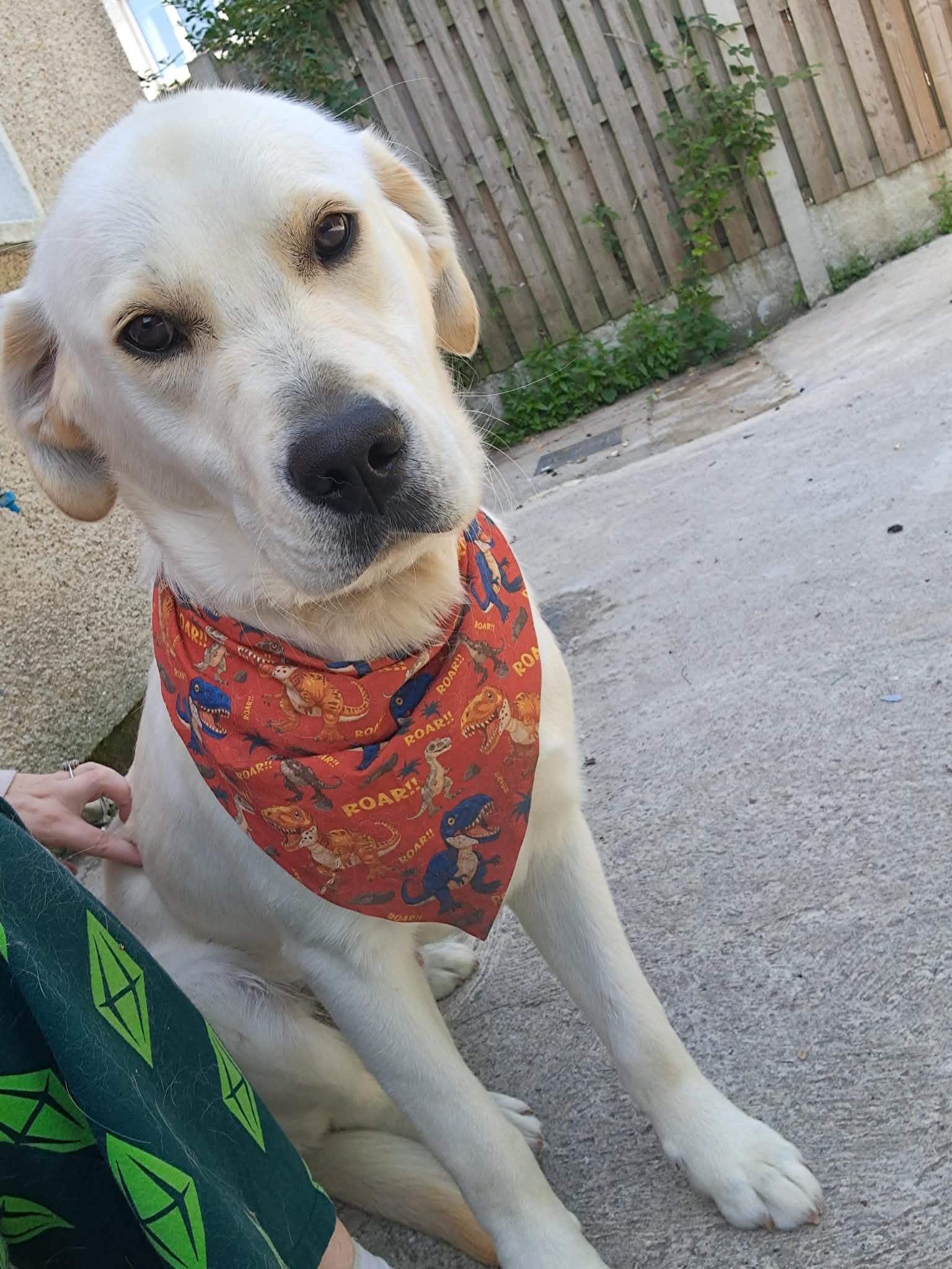 Golden Labrador Retriever