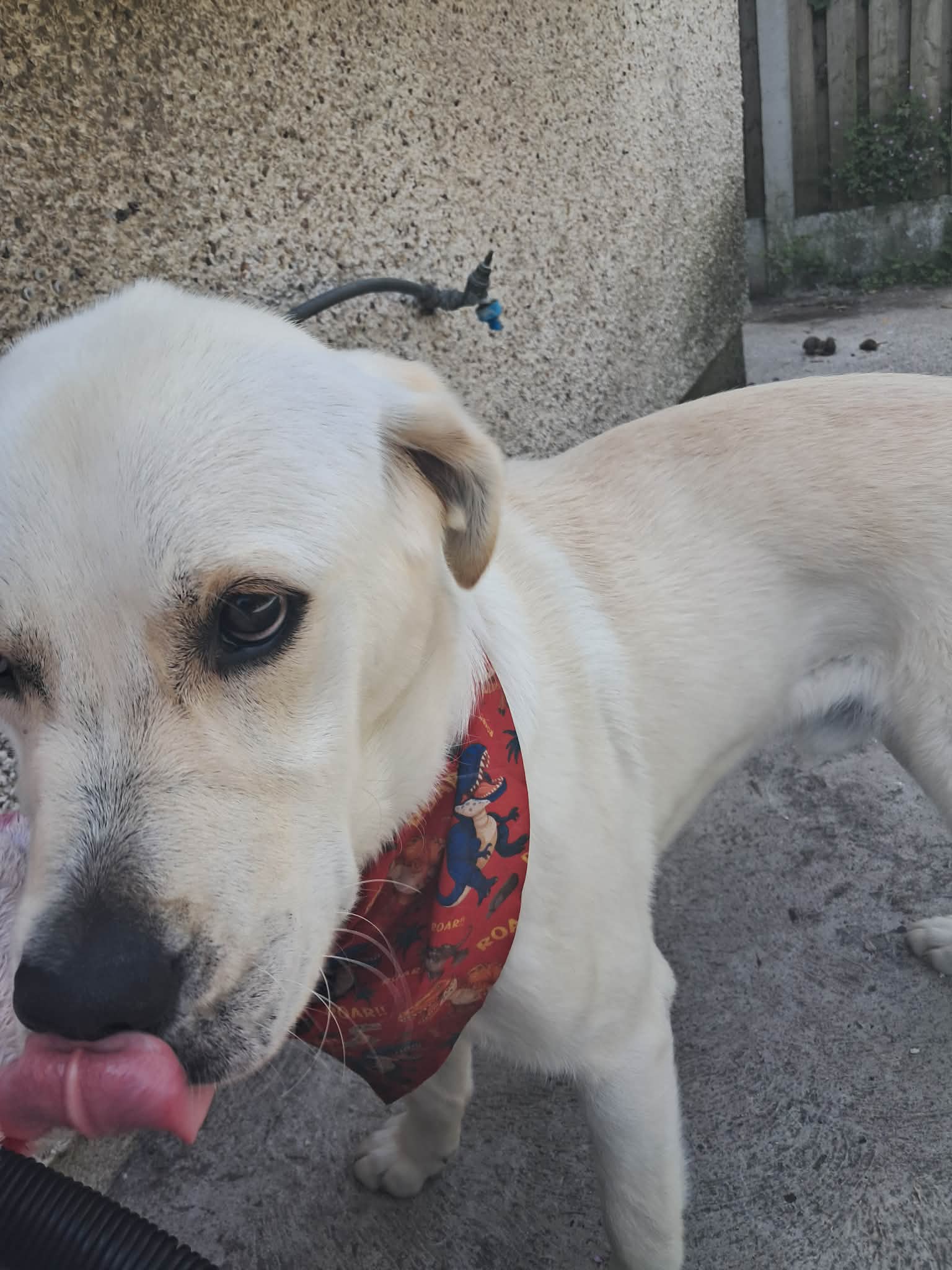 Golden Labrador Retriever
