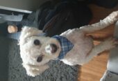 Bichon frise