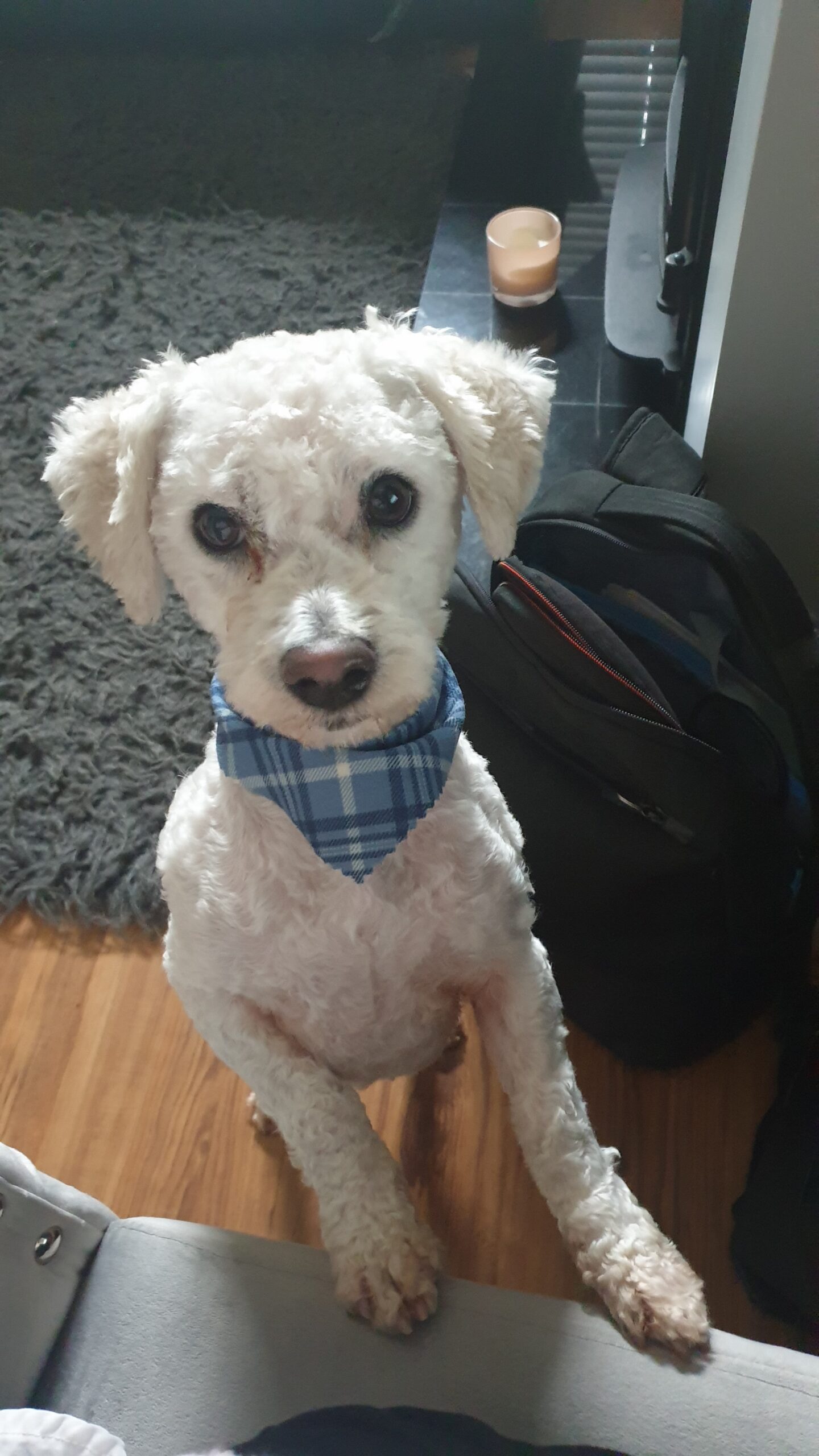 Bichon frise