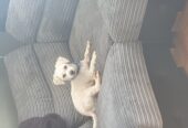 Bichon frise