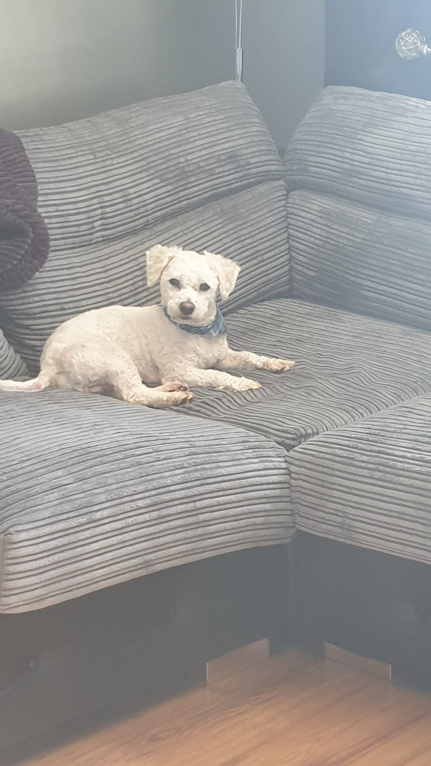 Bichon frise