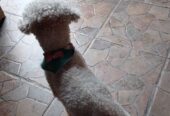 Bichon frise