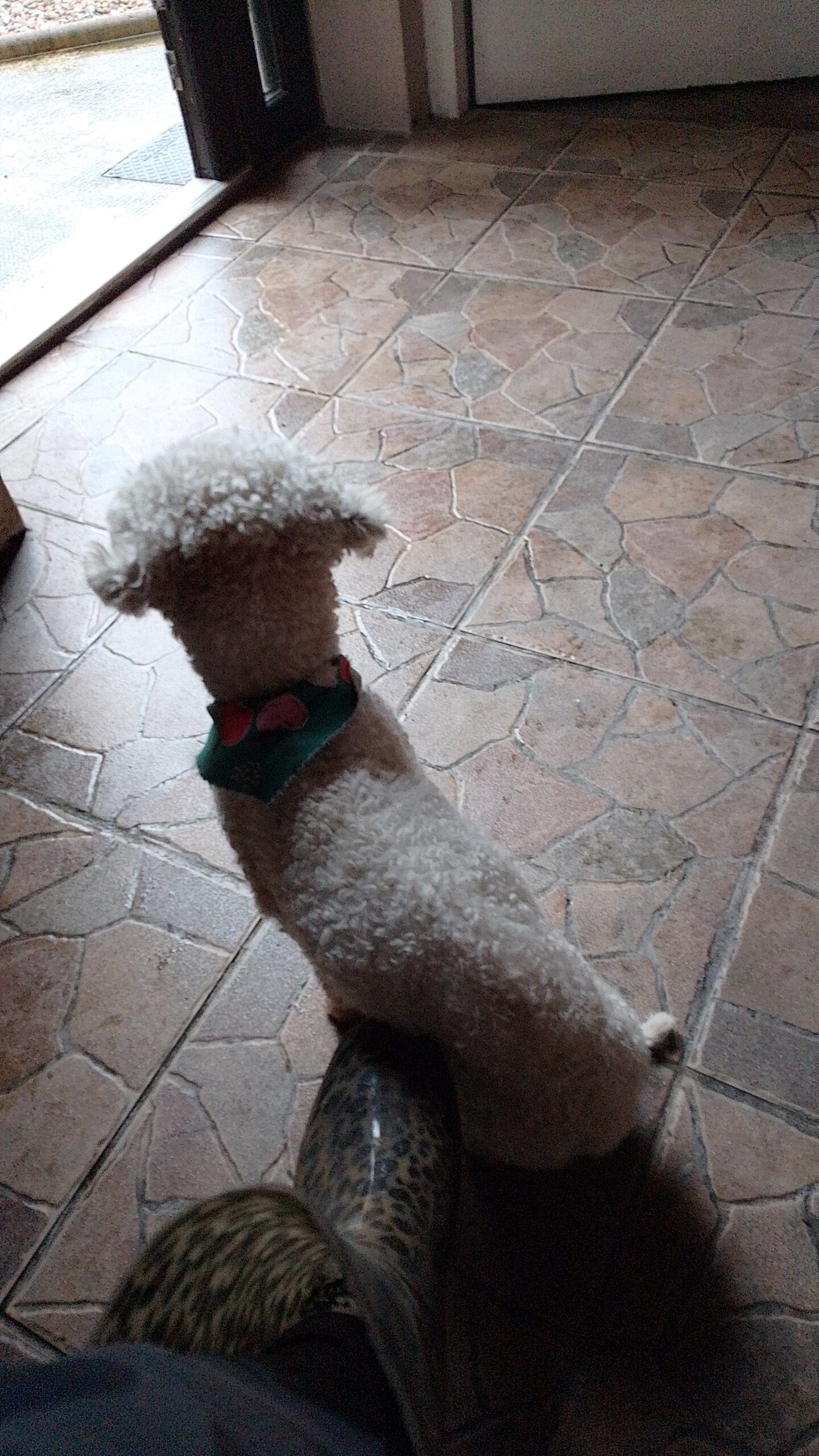 Bichon frise