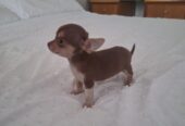 Beautiful miniature chihuahua puppies
