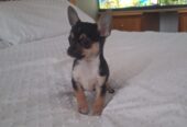 Beautiful miniature chihuahua puppies