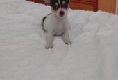 Beautiful miniature chihuahua puppies