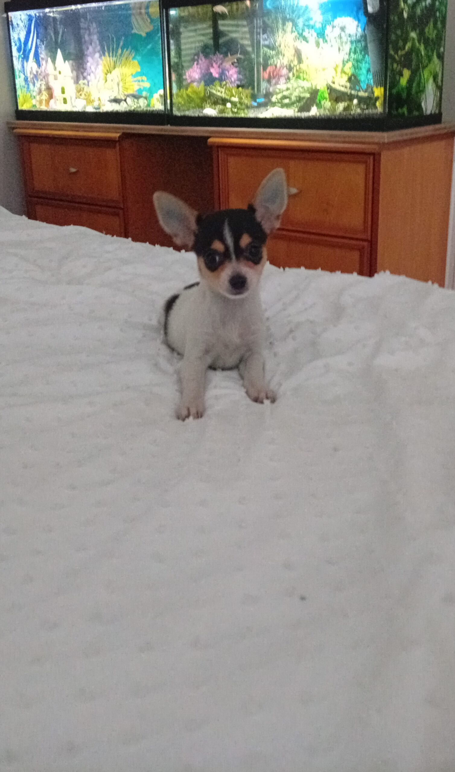 Beautiful miniature chihuahua puppies