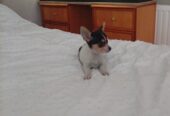 Beautiful miniature chihuahua puppies