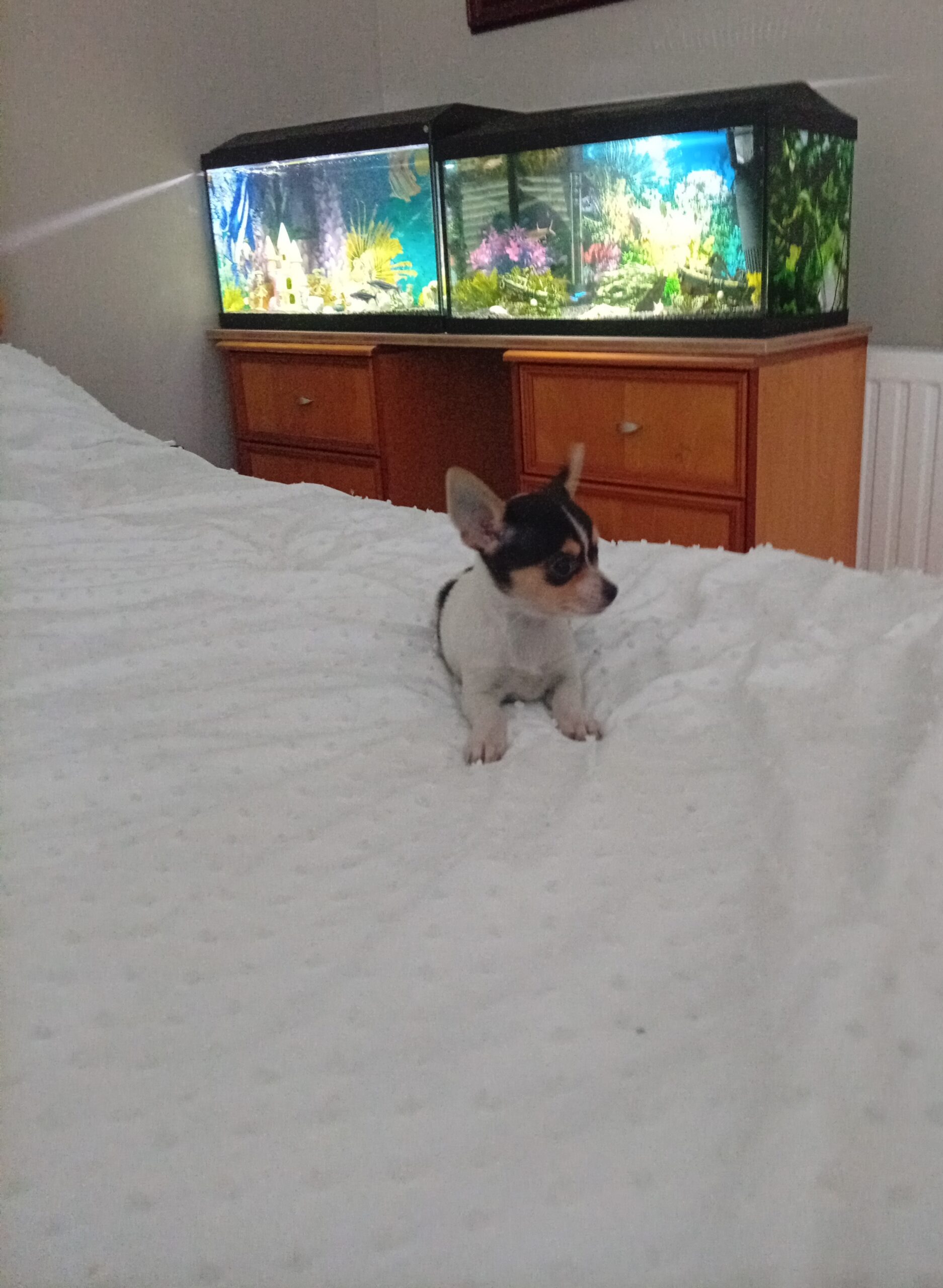 Beautiful miniature chihuahua puppies