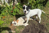Staffy for sale (negotiable)