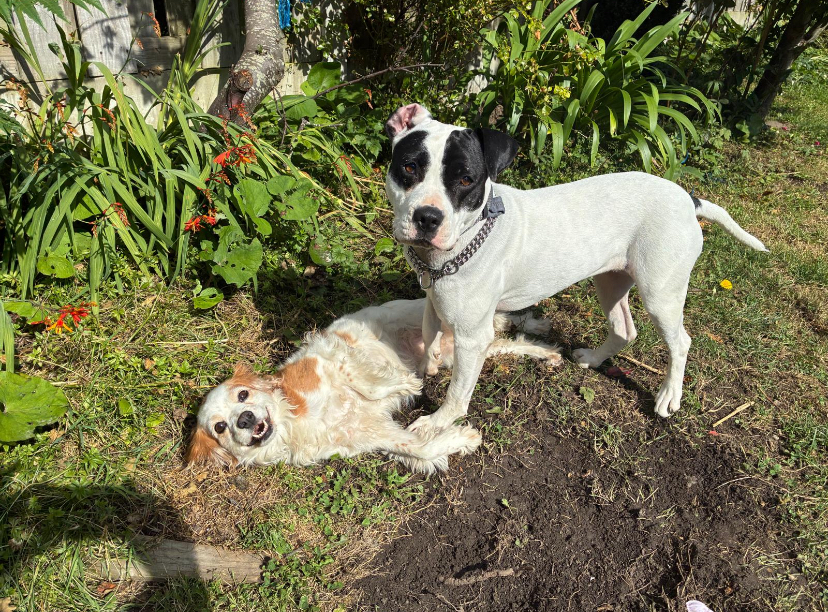 Staffy for sale (negotiable)
