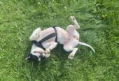 Staffy for sale (negotiable)