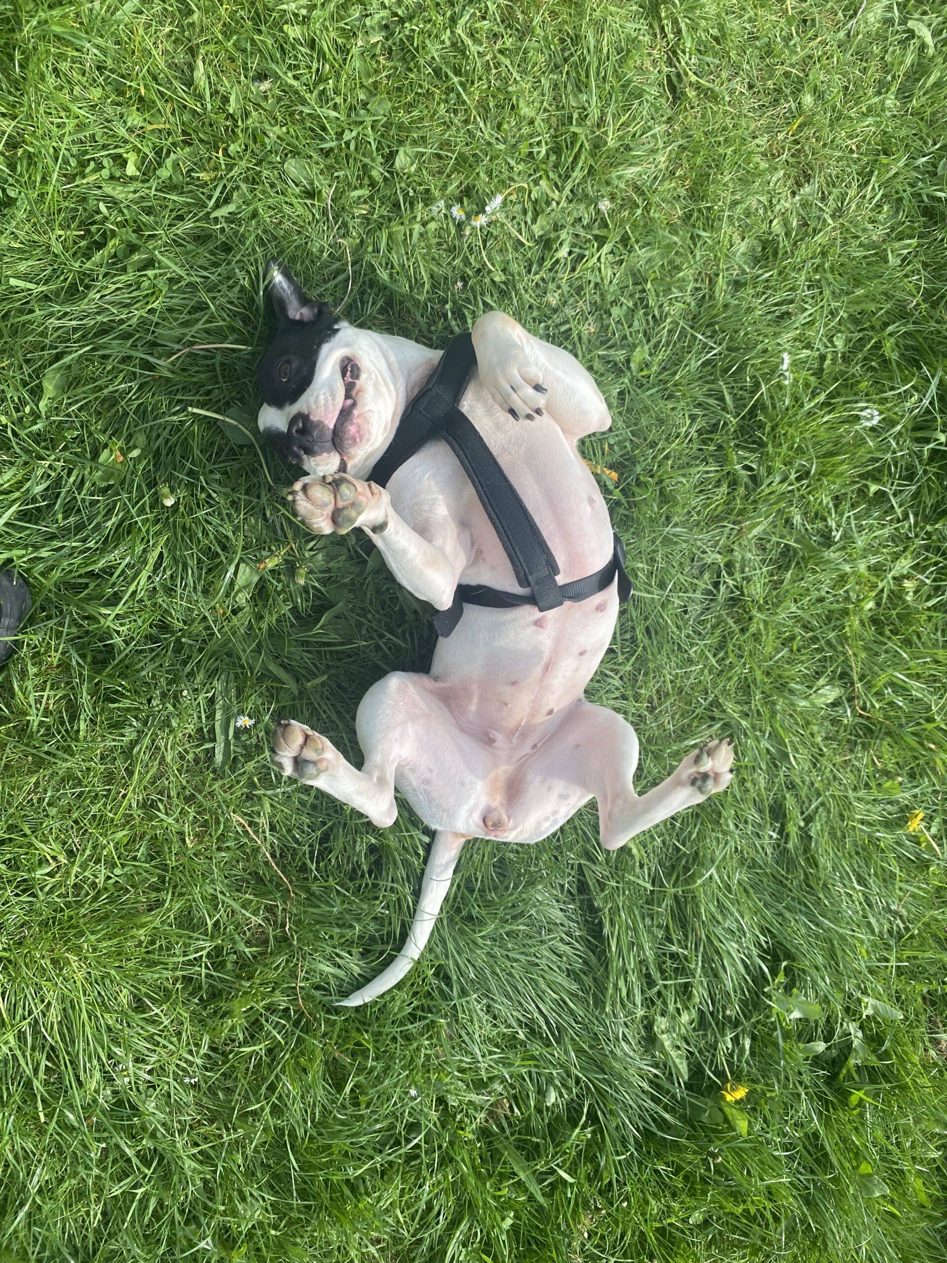 Staffy for sale (negotiable)