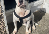 Staffy for sale (negotiable)