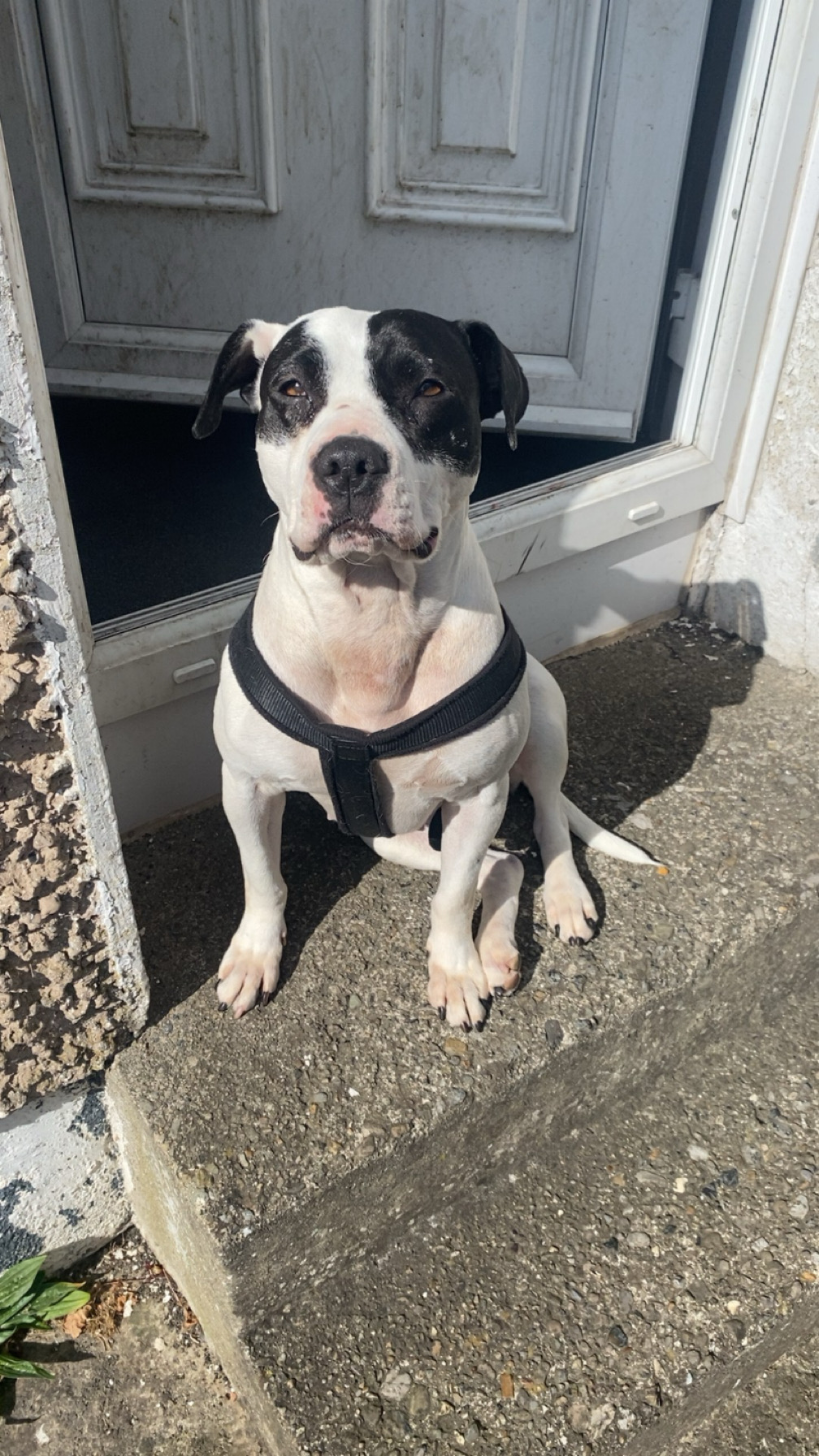 Staffy for sale (negotiable)