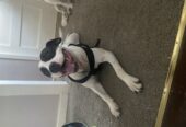 Staffy for sale (negotiable)