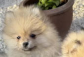 Beautiful Pomeranian Puppies
