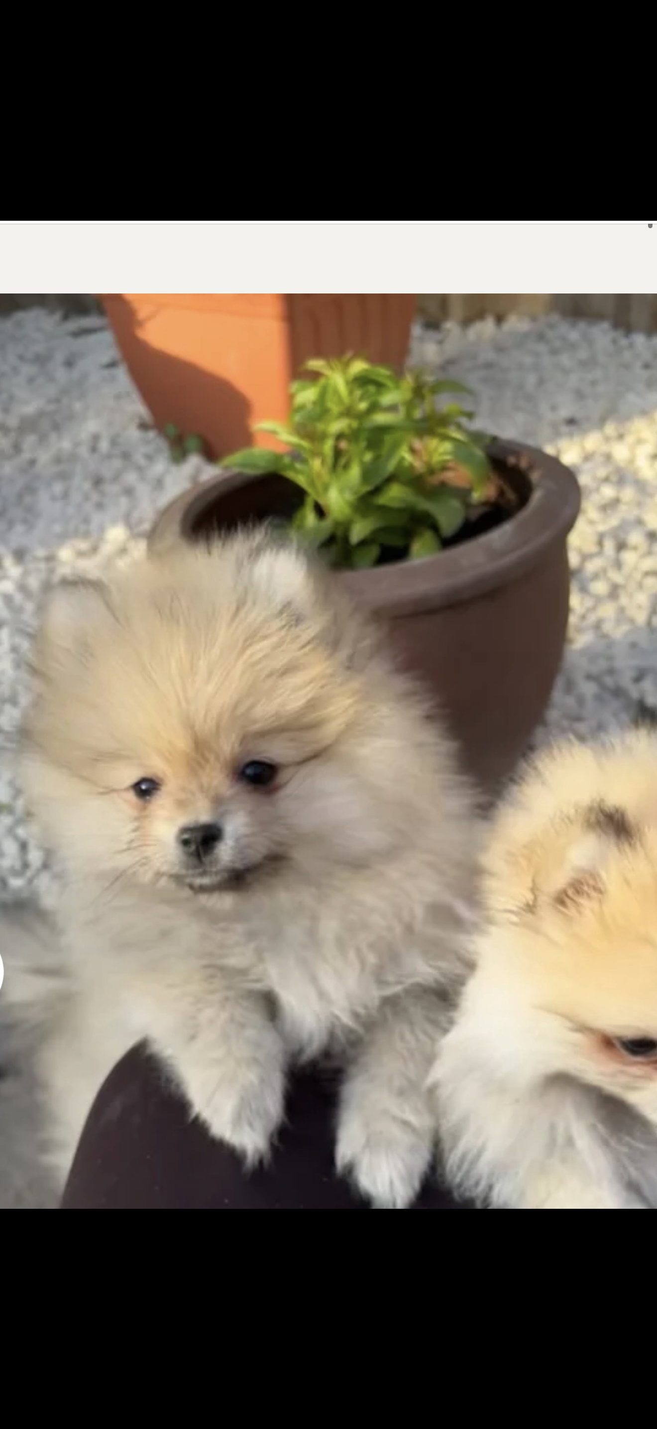 Beautiful Pomeranian Puppies